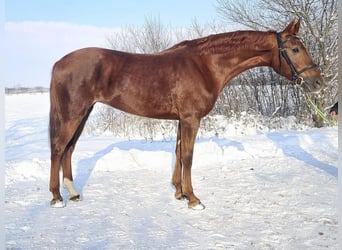 Ungarisches Sportpferd Mix, Stute, 8 Jahre, 174 cm, Fuchs
