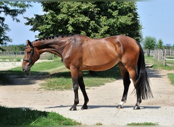 Ungarisches Sportpferd, Stute, 8 Jahre, 175 cm, Brauner