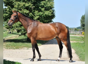 Ungarisches Sportpferd, Stute, 8 Jahre, 175 cm, Brauner