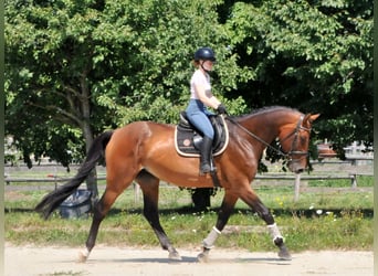 Ungarisches Sportpferd, Stute, 8 Jahre, 175 cm, Brauner