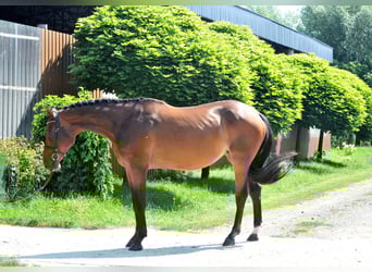 Ungarisches Sportpferd, Stute, 8 Jahre, 175 cm, Brauner
