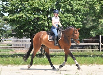 Ungarisches Sportpferd, Stute, 8 Jahre, 175 cm, Brauner