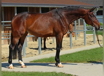 Ungarisches Sportpferd, Stute, 8 Jahre, 178 cm, Dunkelbrauner