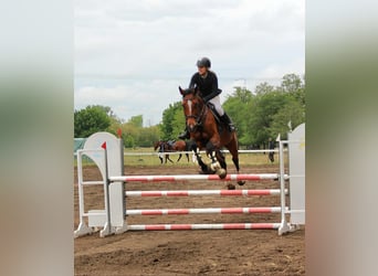 Ungarisches Sportpferd, Stute, 8 Jahre, 185 cm, Rotbrauner
