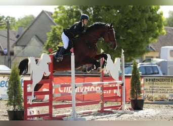 Ungarisches Sportpferd, Stute, 8 Jahre, 185 cm, Rotbrauner