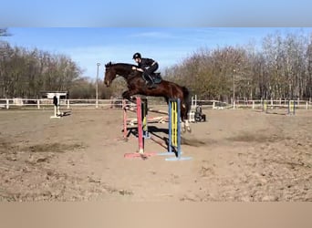 Ungarisches Sportpferd, Stute, 8 Jahre, 185 cm, Rotbrauner