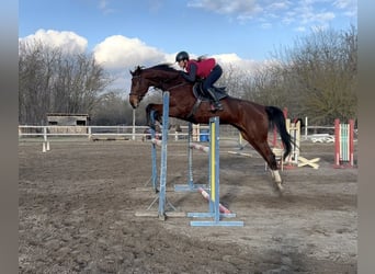 Ungarisches Sportpferd, Stute, 8 Jahre, 185 cm, Rotbrauner