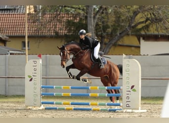 Ungarisches Sportpferd, Stute, 8 Jahre, 185 cm, Rotbrauner