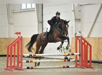 Ungarisches Sportpferd, Stute, 8 Jahre, 185 cm, Rotbrauner