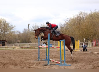 Ungarisches Sportpferd, Stute, 8 Jahre, 185 cm, Rotbrauner