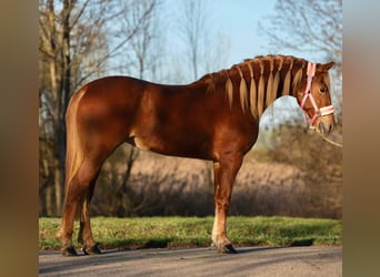 Ungarisches Sportpferd, Stute, 9 Jahre, 148 cm, Fuchs