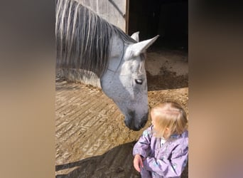 Ungarisches Sportpferd Mix, Stute, 9 Jahre, 150 cm, Apfelschimmel