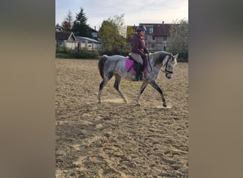 Ungarisches Sportpferd Mix, Stute, 9 Jahre, 150 cm, Apfelschimmel