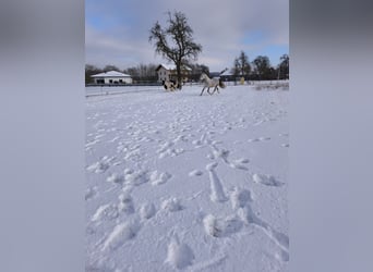 Ungarisches Sportpferd Mix, Stute, 9 Jahre, 150 cm, Apfelschimmel