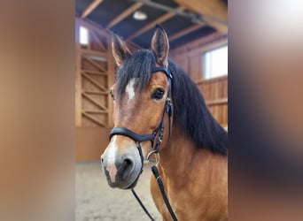 Ungarisches Sportpferd, Stute, 9 Jahre, 153 cm