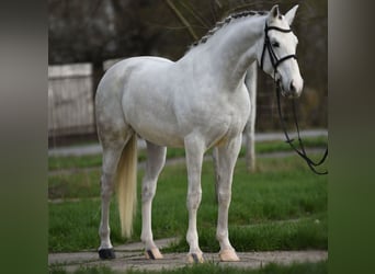 Ungarisches Sportpferd, Stute, 9 Jahre, 164 cm, Falbe