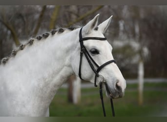 Ungarisches Sportpferd, Stute, 9 Jahre, 164 cm, Falbe