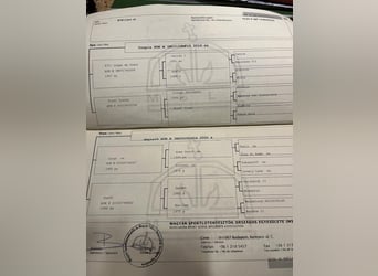 Ungarisches Sportpferd, Stute, 9 Jahre, 165 cm, Schimmel