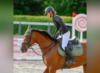 Ungarisches Sportpferd, Stute, 9 Jahre, 166 cm, Brauner