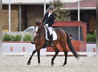 Ungarisches Sportpferd, Stute, 9 Jahre, 166 cm, Rotbrauner