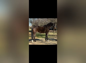 Ungarisches Sportpferd, Stute, 9 Jahre, 168 cm, Dunkelbrauner