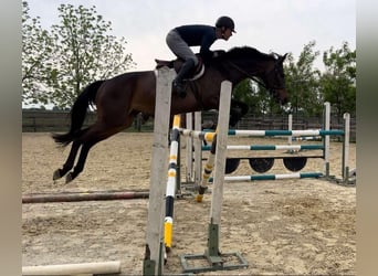 Ungarisches Sportpferd, Stute, 9 Jahre, 168 cm, Dunkelbrauner