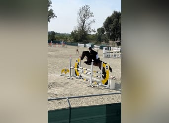 Ungarisches Sportpferd, Stute, 9 Jahre, 168 cm, Dunkelbrauner