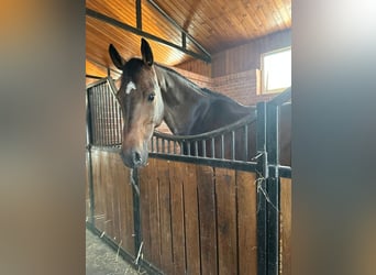Ungarisches Sportpferd, Stute, 9 Jahre, 168 cm, Dunkelbrauner