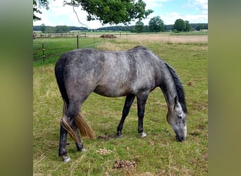 Ungarisches Sportpferd Mix, Stute, 9 Jahre, 170 cm, Apfelschimmel