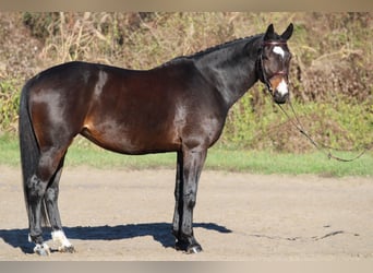 Ungarisches Sportpferd, Stute, 9 Jahre, 170 cm, Dunkelbrauner