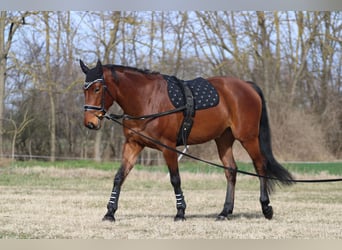 Ungarisches Sportpferd Mix, Stute, 9 Jahre, 170 cm, Rotbrauner