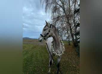 Ungarisches Sportpferd Mix, Stute, 9 Jahre, 175 cm, Schimmel