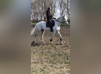 Ungarisches Sportpferd, Stute, 9 Jahre, Schimmel
