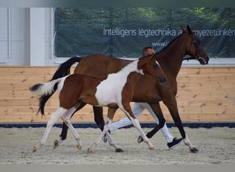 Ungarisches Sportpferd, Stute, Fohlen (04/2026), 135 cm, Tobiano-alle-Farben