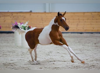 Ungarisches Sportpferd, Stute, Fohlen (04/2026), 135 cm, Tobiano-alle-Farben