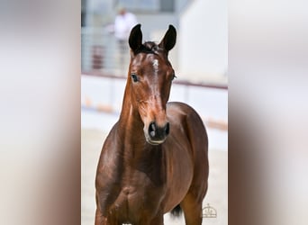 Ungarisches Sportpferd, Stute, Fohlen (04/2025), Rotbrauner