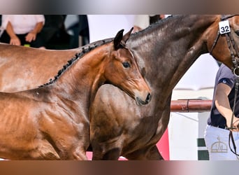 Ungarisches Sportpferd, Stute, Fohlen (04/2025), Rotbrauner