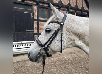 Ungarisches Sportpferd, Wallach, 10 Jahre, 150 cm, Fliegenschimmel