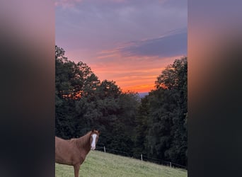 Ungarisches Sportpferd Mix, Wallach, 10 Jahre, 150 cm, Fuchs