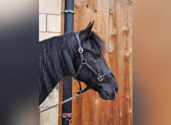 Ungarisches Sportpferd, Wallach, 10 Jahre, 153 cm, Rappe