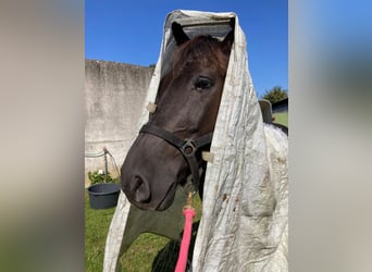 Ungarisches Sportpferd Mix, Wallach, 10 Jahre, 153 cm, Rappe