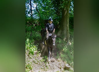 Ungarisches Sportpferd Mix, Wallach, 10 Jahre, 153 cm, Rappe