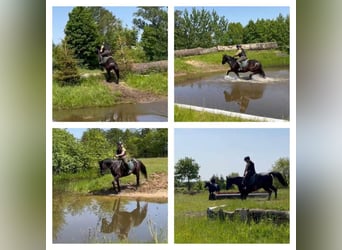 Ungarisches Sportpferd Mix, Wallach, 10 Jahre, 153 cm, Rappe