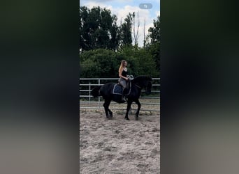Ungarisches Sportpferd, Wallach, 10 Jahre, 155 cm, Rappe