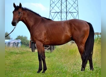 Ungarisches Sportpferd, Wallach, 10 Jahre, 158 cm, Brauner