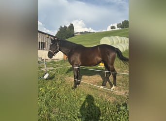Ungarisches Sportpferd, Wallach, 10 Jahre, 160 cm, Rappe