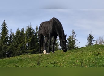 Ungarisches Sportpferd, Wallach, 10 Jahre, 160 cm, Rappe