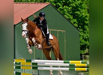 Ungarisches Sportpferd, Wallach, 10 Jahre, 160 cm, Rotbrauner