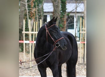 Ungarisches Sportpferd, Wallach, 10 Jahre, 160 cm, Schwarzbrauner