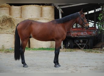 Ungarisches Sportpferd, Wallach, 10 Jahre, 163 cm, Rotbrauner